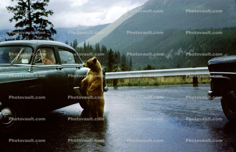 Bear Standing for Food, Road, Ford Customline, 1950s