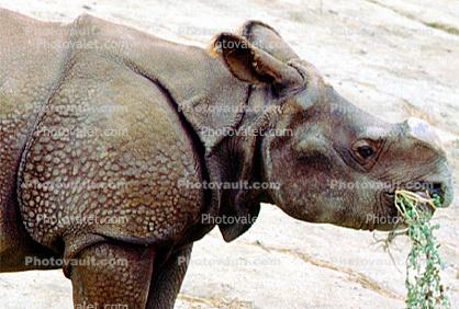 Baby Rhino Eating, Horn Cut off, cut-off, plates, body armor