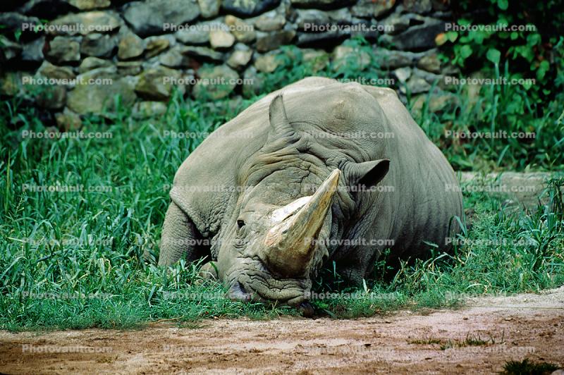 A Rhinoceros at Rest, Horn