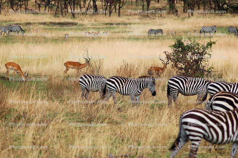 Zebras, Antelope