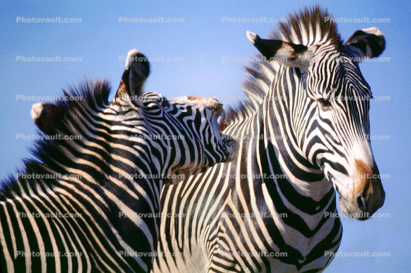Two Zebras Playing
