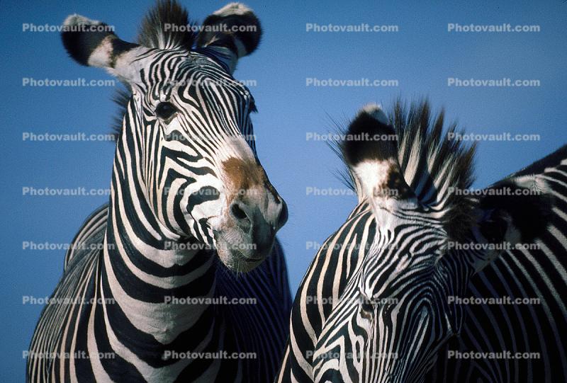 Two Zebras Playing, face, head
