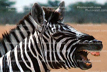 Zebra Mouth Open Showing Teeth