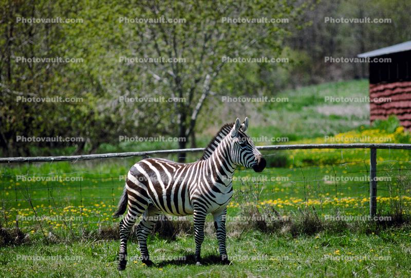 Standing Stoic Zebra