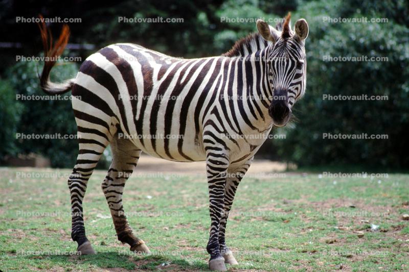 Grant's Zebra, (Equus burchelli boehmi)