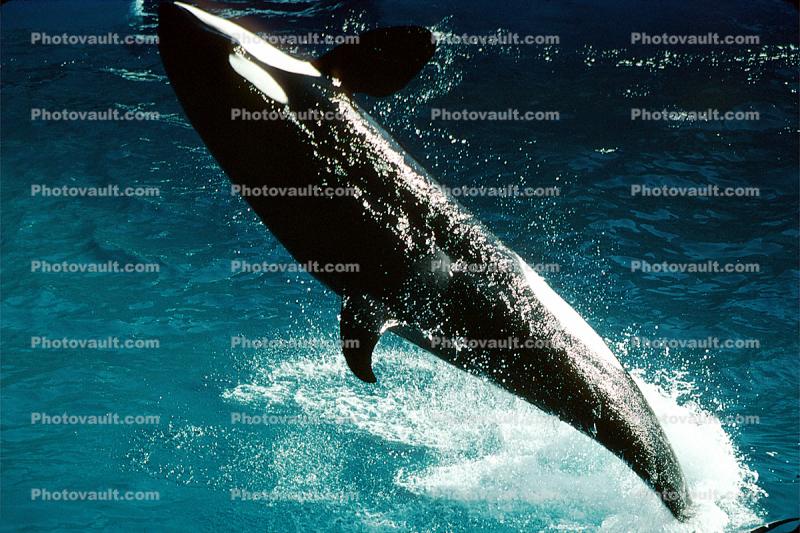Killer Whale, Orca