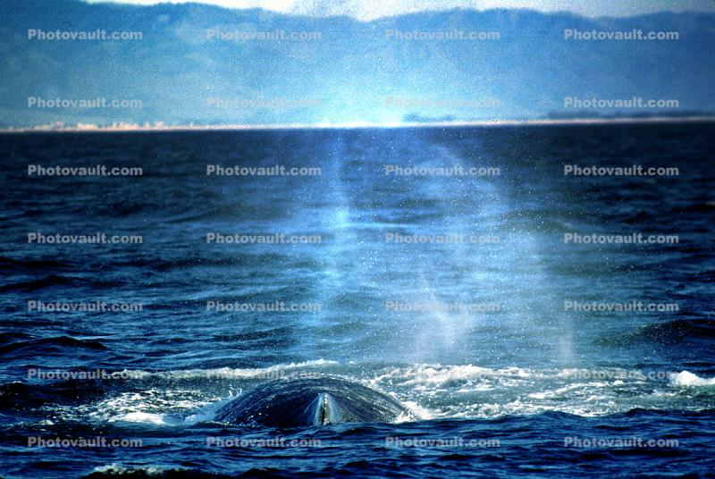 Whale Spout Spray, Monterey Bay California