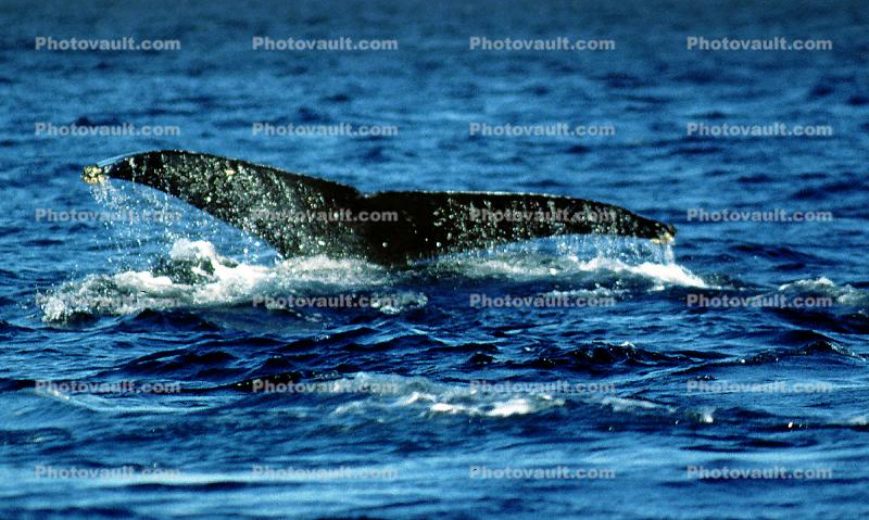 Whale Tale, Tail, Monterey Bay California