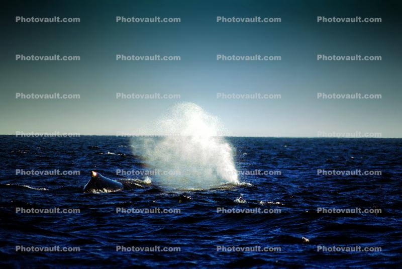 Whale, Spouting, Monterey Bay California