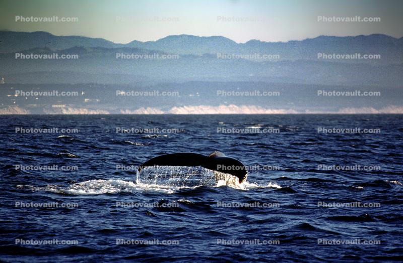 Whale Tale, Tail, Monterey Bay California