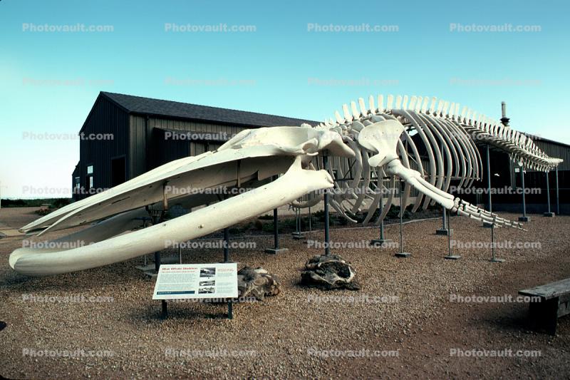 Bones, Skeleton, Blue Whale