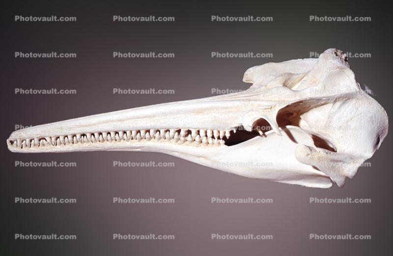 Bones, Skeleton, Whale