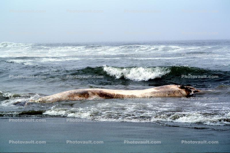 Blue Whale washed up on Ocean Beach, San Francisco, Ocean-Beach