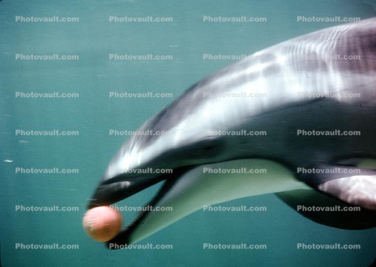 Dolphin holds a ball