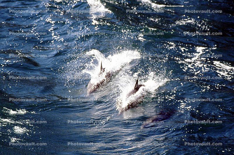 Dolphins Surfing Waves
