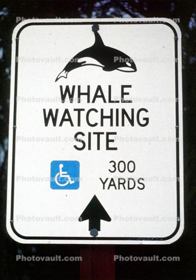 Whale Watching Site