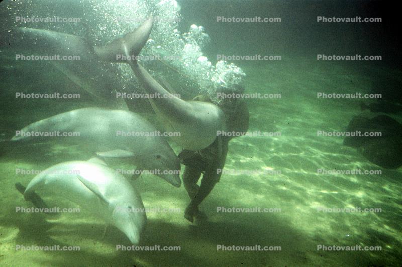 Dolphins, Diver