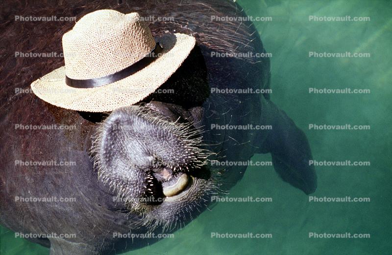 Manatee Face, funny, humorous, humor, wearing a hat