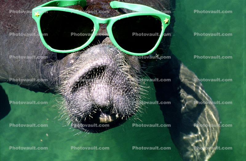 Manatee Face, funny, humorous, humor, wearing sunglasses