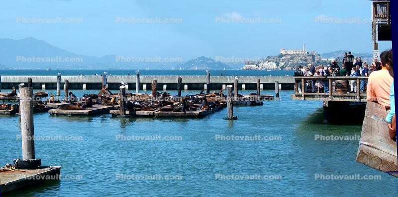 Harbor Seals on the floating docks, Panorama