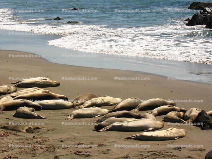 Elephant Seal, (Mirounga angustirostri), Piedras Blancas elephant seal rookery, Beach, Sand, Pacific Ocean