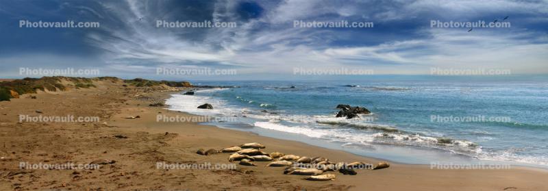 Elephant Seal, (Mirounga angustirostri), Piedras Blancas elephant seal rookery, Panorama, Beach, Sand, Pacific Ocean