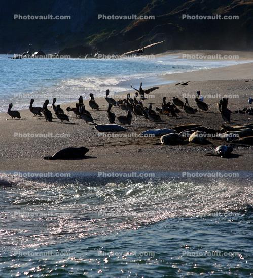 Seals, Pelicans