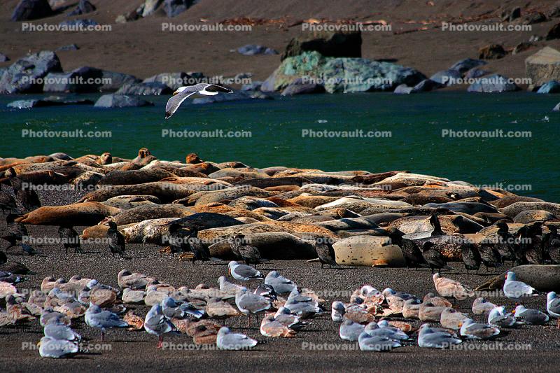 Seagulls, harbor Seals, sand