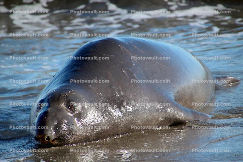 Elephant Seal, beach, sand, Drakes Bay, Point Reyes California