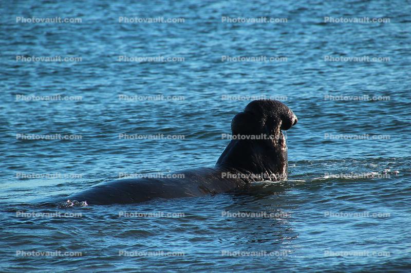 Male Elephant Seal, bull, Drakes Bay, Point Reyes California