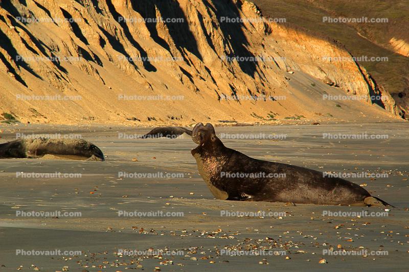 resting Male Elephant Seal, bull, beach, Drakes Bay, Point Reyes California