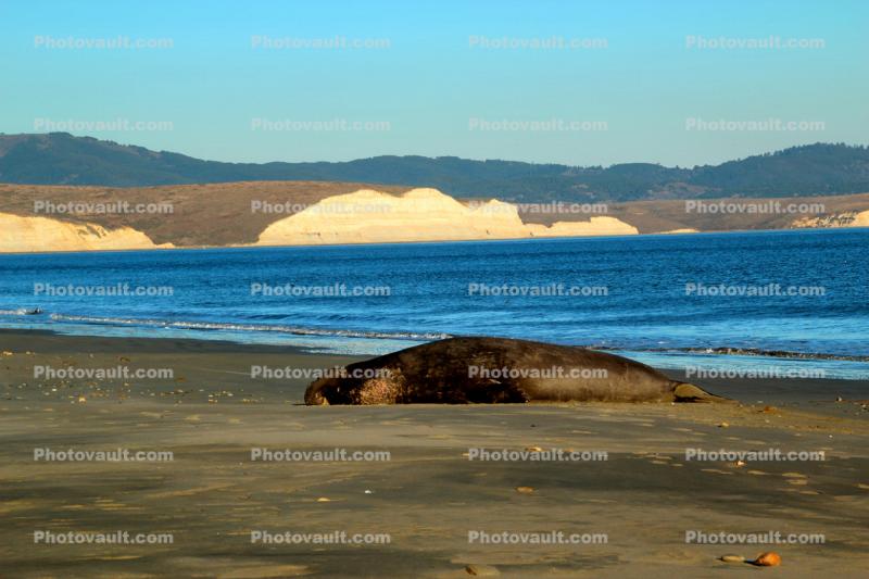 resting Bull Elephant Seal, male, beach, Drakes Bay, Point Reyes California