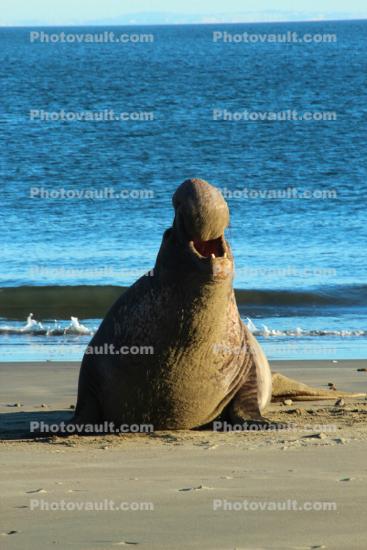 Bull Elephant Seal, male, beach, Drakes Bay, Point Reyes California