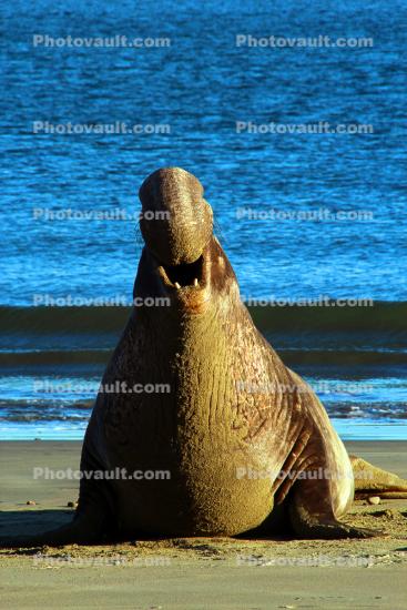 Elephant Seal male on the beach in Drakes Bay, Bull, Point Reyes California