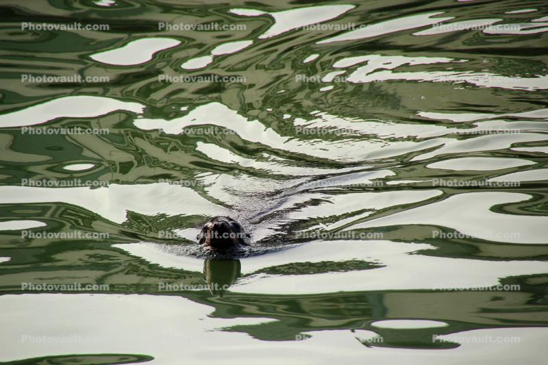 Flying in Liquid Light, Harbor Seal, Wake, Water Reflection, Bay, face, swimming, sealion