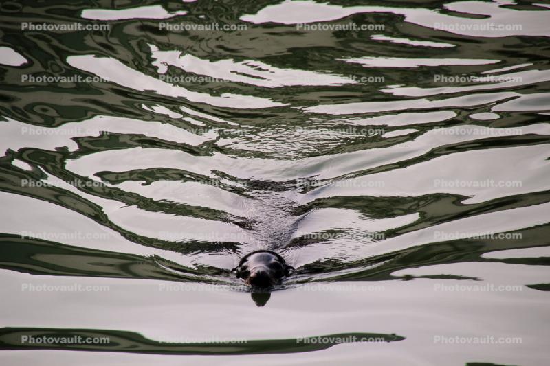 Floating in a Liquid Light, Harbor Seal, Wake, Water Reflection, Bay, face, swimming, sealion