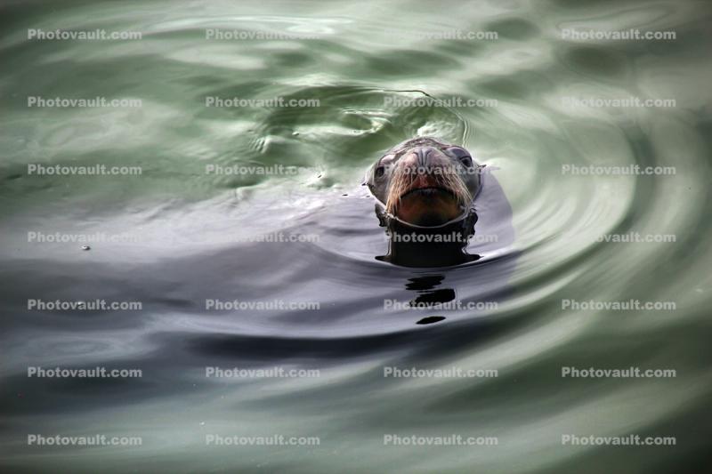 Harbor Seal, face, swimming