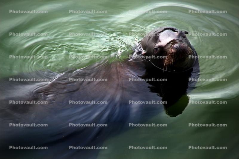 Harbor Seal, face, swimming
