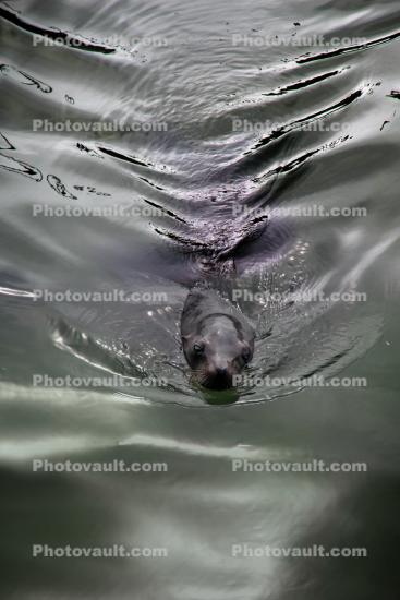 Harbor Seal, Wake, Water Reflection, Bay, face, swimming, silky smooth