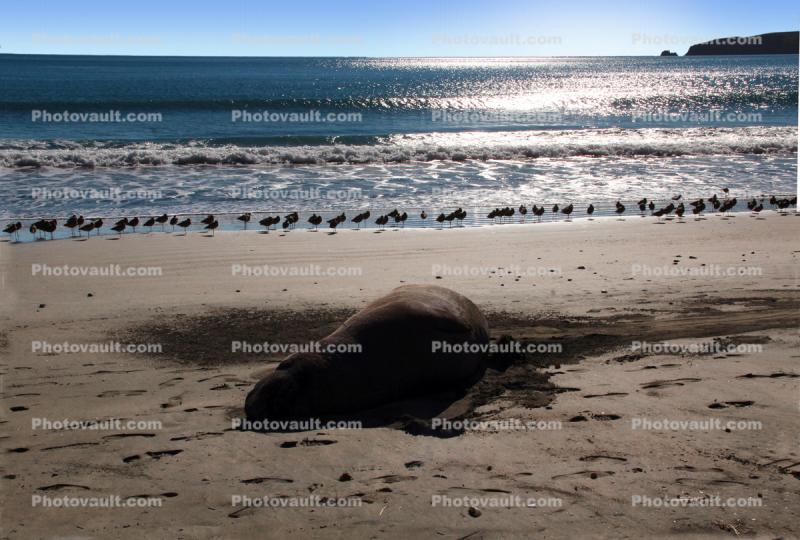 Elephant Seal Basking in the Sun, Beach, coast, coastline, Drakes Bay