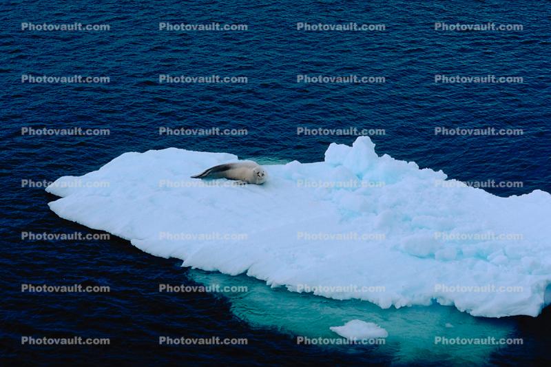 Weddell Seal (Leptonychotes weddellii), Ice Berg, Cold