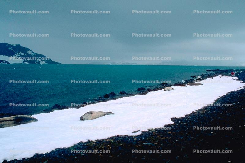Ice Berg, Weddell Seal (Leptonychotes weddellii), Cold