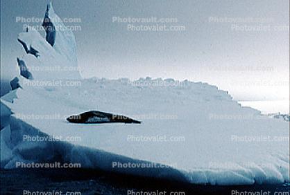 Iceberg, Weddell Seal (Leptonychotes weddellii)