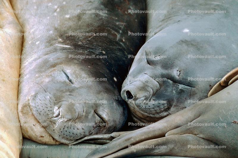 Snoozing Weddell Seal (Leptonychotes weddellii)