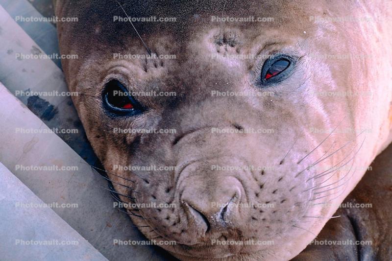 Weddell Seal face, eyes, (Leptonychotes weddellii)