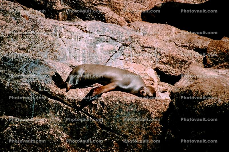 Seal basking in the Sun, Cabo San Lucas, Baja California Sur
