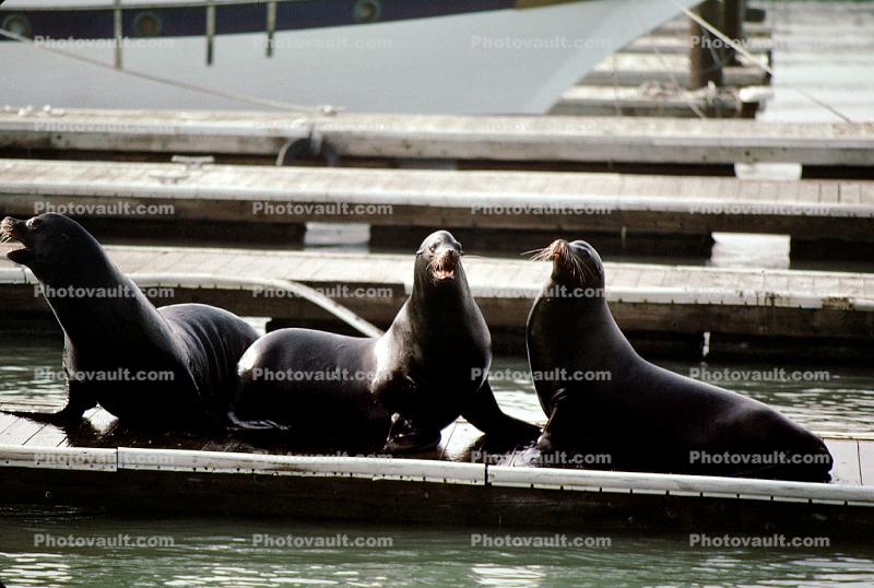 Harbor Seals, docks, Sealion