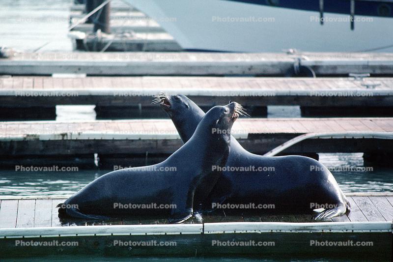 Pier-39, sea lion, Harbor Seals, docks
