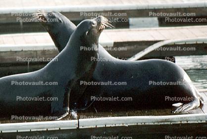 Pier-39, sea lion, Harbor Seals, docks