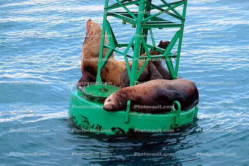 Seals basking on a Navigation Buoy